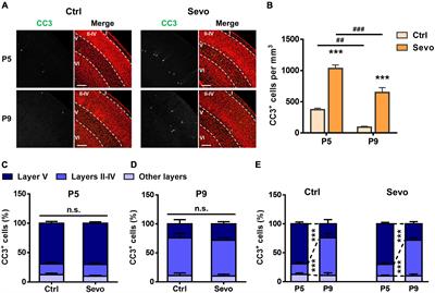 Sevoflurane-Induced Apoptosis in the Mouse Cerebral Cortex Follows Similar Characteristics of Physiological Apoptosis